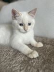 Underbar kattunge