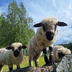 Walliska svartnosblandningar