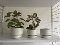 Arabica Richard Lindh ytterfoder/ytterkrukor