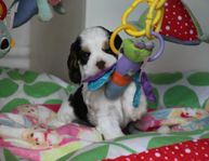 Amerikansk Cocker Spaniel 