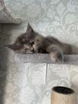 Ragdoll/maine coon