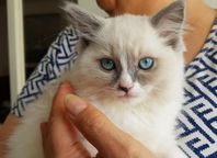 En underbar Ragdoll kattunge kvar med leverans