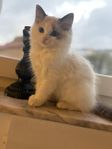 väldigt söt katt