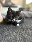2 kattpojkar söker nytt hem