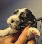 Cockerspanielvalpar Amerikanska