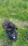 Svensk Lapphund