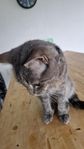Min katt "Miso"