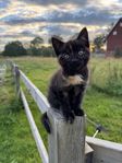 Sötaste kattungen!