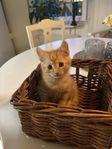 kattungar