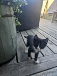 Kattunge Hona