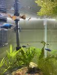 Guppys