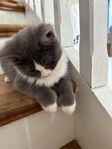 underbara kattungar Ragdoll/bondkatt