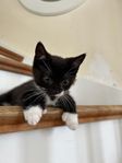 Fantastiskt charmig kattunge bondkatt