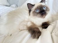 Ragdoll kattung 