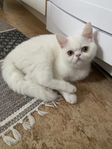 Exotic /Perser kattungar 