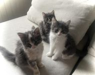 Långhåriga kattungar