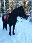 Valack med potential!