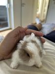 Kaninungar till salu!