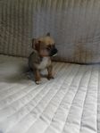 valpar papillon/chihuahua
