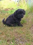 shihpoo hane