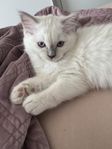 ragdoll