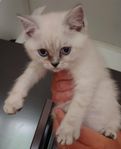 Brittisk korthår/ Ragdoll-Chinchilla perser mix 