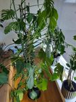 Monstera