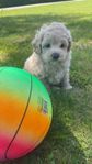 Maltipoo valp