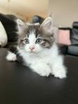 Ljuvliga Main Coon/Ragdoll kattungar