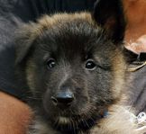 Belgisk Vallhund Tervueren 