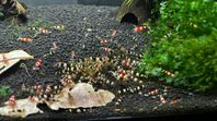 Chrystal red & black