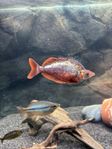 Glossolepis incisus och Melanotaenia trifasciata 