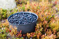Rensade blåbär direkt från skogen - leverans eller hämtn