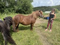 2 års sto Shetland 