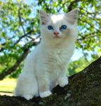 Renrasiga SVERAK registrerade ragdollkattungar