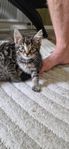 kattungar
