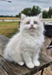 Ragdoll utan stamtavla