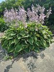Funkia (Hosta)