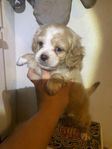 Cockerpoo valpar