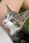 Kattunge 