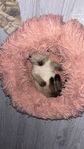 katt