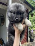 lev.klara finsk lapphund valpar
