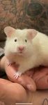 omplacering hamster
