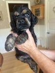 Amerikansk cockerspanielvalpar