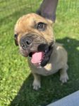 Fransk bulldog 
