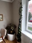 hoya/porslinsblomma