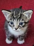 Kattunge