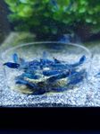 Neocaridina Bluedream Oe