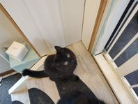 långhåriga kattungar 