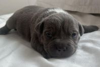 American Bully valpar pocket / standard
